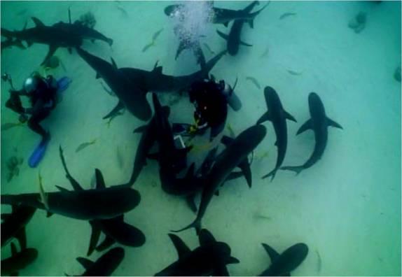 Mergulho com tubarões feito em Nassau - Bahamas